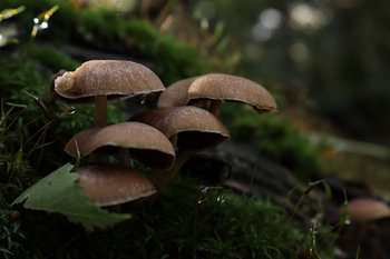Mushrooms on moss