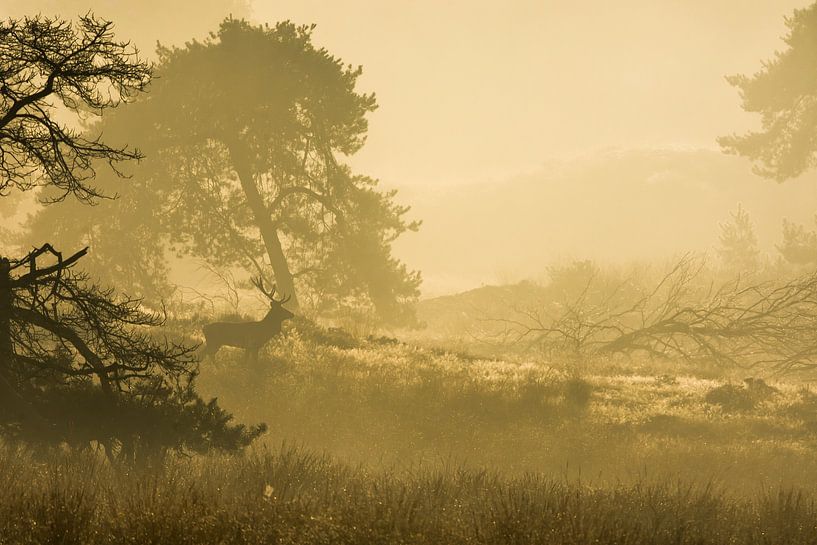 Red deer in sunrise by Danny Slijfer Natuurfotografie