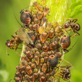 Bladluis invasie met mieren by Amanda Blom