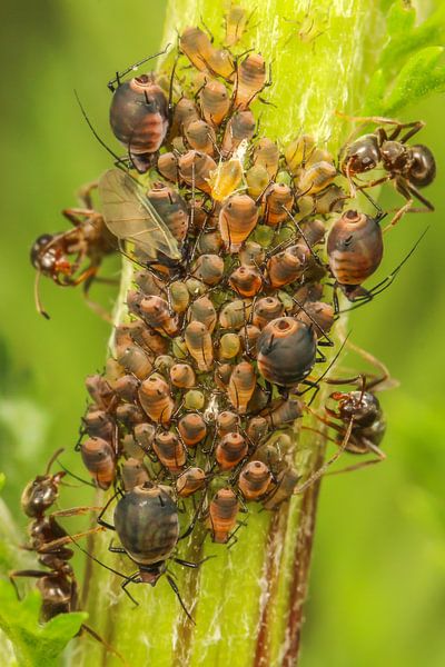 Bladluis invasie met mieren par Amanda Blom