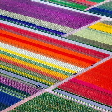 Luchtfoto van kleurrijke tulpenvelden bij Lisse
