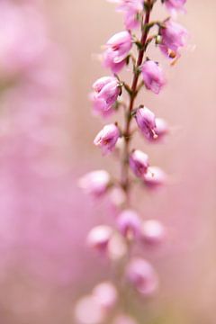 paarse pastel kleuren van heide, natuur | fine art foto