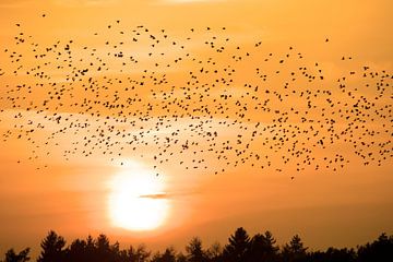 starlings by Ronald Wilfred Jansen