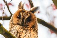 Long-eared owl (Asio otus) sitting high up in a tree during fall by Sjoerd van der Wal Photography thumbnail