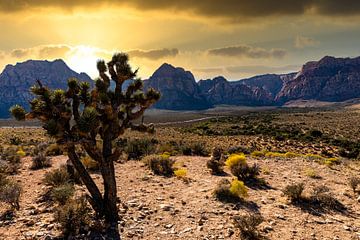 Coucher de soleil derrière l'arbre de Joshua dans le Red Rock Canyon Nevada USA sur Dieter Walther