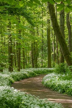 Blooming wild garlic in the spring forest