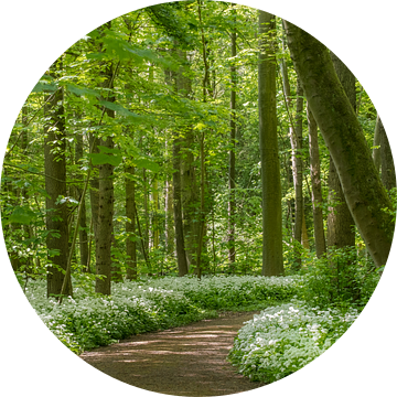 Bloeiende daslook in het voorjaarsbos van Moetwil en van Dijk - Fotografie