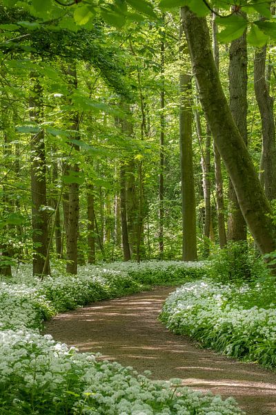 Blooming wild garlic in the spring forest by Moetwil en van Dijk - Fotografie