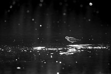 Murmures de lumière - Solitary Strandloper - bird - shimmers sur Femke Ketelaar