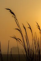 silhouet van riet met gele lucht