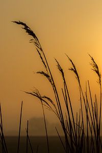 Schilfsilhouette mit gelbem Himmel