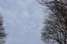 Ein sonniger Wintertag an der Ems von Bianca Meyering Fotos - BMF