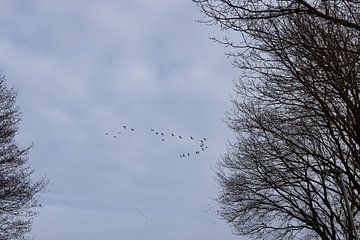 Een zonnige winterdag op de Ems van Bianca Meyering Fotos - BMF