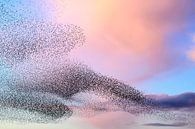 Spreeuwen groep in de lucht tijdens zonsondergang van Sjoerd van der Wal Fotografie thumbnail