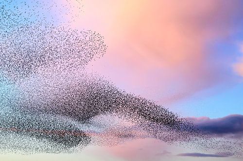 Spreeuwen groep in de lucht tijdens zonsondergang