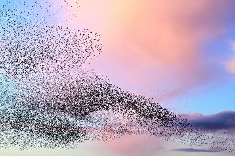 Spreeuwen groep in de lucht tijdens zonsondergang van Sjoerd van der Wal Fotografie