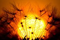 Sunset through a dandelion