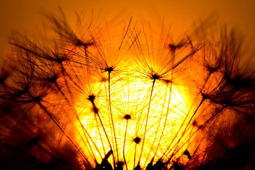 Sunset through a dandelion