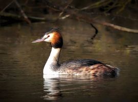 The grebe by Maickel Dedeken