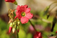 roze bloem in bloei