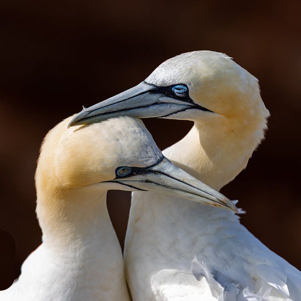 Les oiseaux d'amour par Nico Buijs