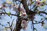 Almond blossom in the Jalón valley