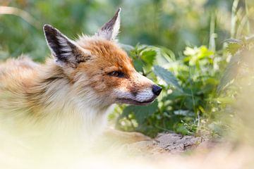 Vos portret by Pim Leijen