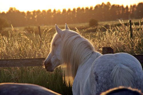 In der goldenen Stunde