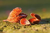 Stilleben in Buche rustikal