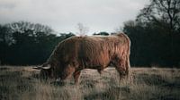 Schotse hooglander in het Deelerwoud van AciPhotography thumbnail