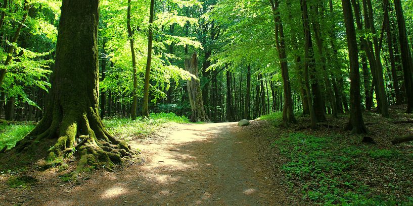 Maiwaldpanorama von Ostsee Bilder