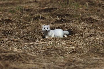 Hermelijn (Mustela erminea) Duitsland van Frank Fichtmüller