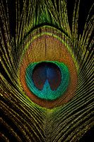 The Peacock Feather