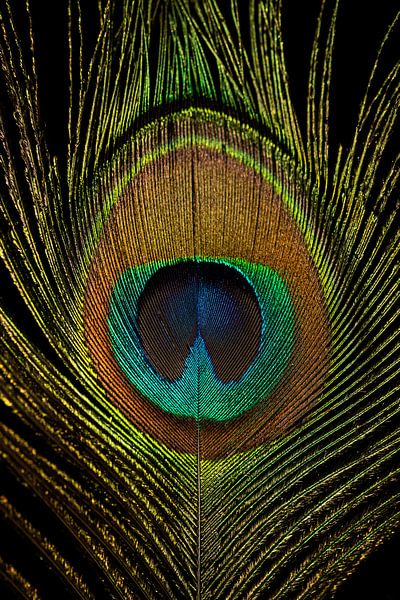 The Peacock Feather by Melissa Mackaaij