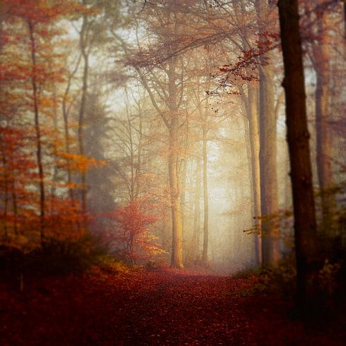 Herfstwandeling