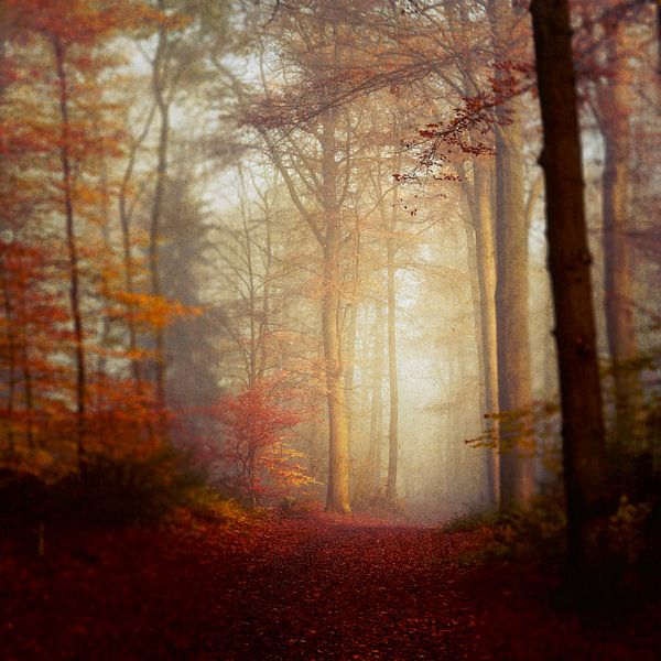 Herbstwanderung - Weg Durch Herbstwald von Dirk Wüstenhagen