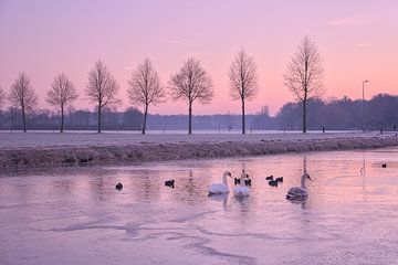 Swans in cold morning light by Kim Hiddink