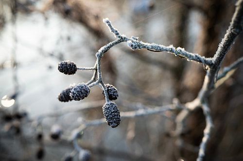 Frost