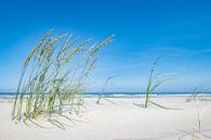 Wind door het helmgras op Vlieland. van Ron van der Stappen thumbnail