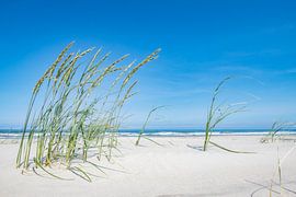 Wind door het helmgras op Vlieland. van Ron van der Stappen