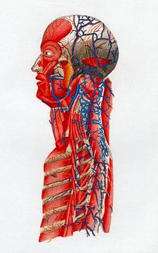 Anatomie romp en schedel van Zeger Knops