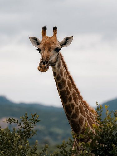 Paysage africain avec girafe dans le parc Kruger sur Ian Schepers