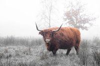 Schotse hooglander (7)