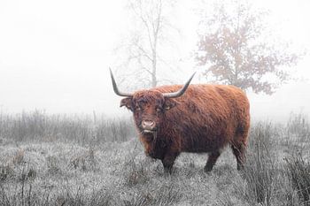 Schottischer Hochländer (7)