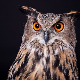 Owl - European Oehoe von Norma Jesse