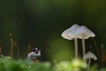 Miniatuurfotograaf die paddenstoelen vastlegt in een mystiek bos