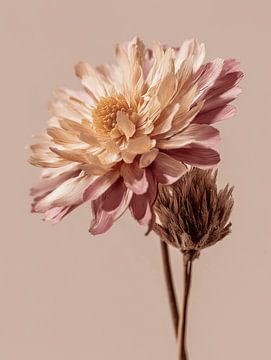 Dry flower on vase by Esmeé Kiewiet