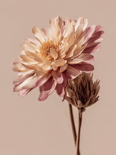 Dry flower on vase