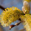 Blühendes Weidenkätzchen mit Pollen von Ester Ammerlaan