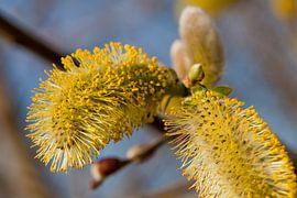 Chaton saule à fleurs avec pollen